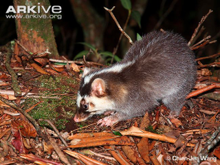 Illustration for article titled Monday Mustelid - Melogale moschata Edition